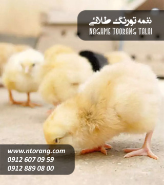 فروش جوجه گوشتی اجداد پارس